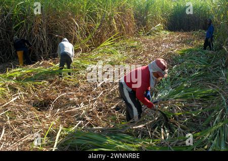 Travailleurs de la canne à sucre dans une ferme locale de canne à sucre, près de Cadix City, Negros Occidental, Philippines. Banque D'Images