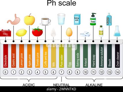 Echelle pH. Indicateur universel pH. Surveiller le pH pour les niveaux alcalins et acides. Nuancier de papier tournesol. illustration vectorielle Illustration de Vecteur