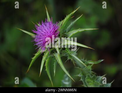 Gros plan d'un chardon-Marie - Silybum marianum, également connu sous le nom de Marie ou chardon Saint, poussant à l'état sauvage au Portugal. mise au point sélective peu profonde. Arrière-plan bokeh Banque D'Images