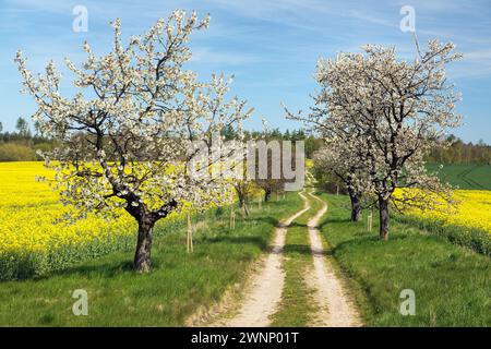 Allée de cerisiers en fleurs et chemin de terre et champ de colza canola ou colza, vue printanière Banque D'Images