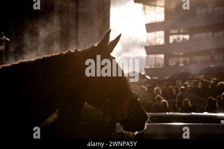 Sunday Soldier revient dans l'enceinte du gagnant après avoir gagné à l'hippodrome de Doncaster, le 02/03/2024. Crédit JTW Equine images / Alamy. Banque D'Images