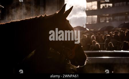 Sunday Soldier revient dans l'enceinte du gagnant après avoir gagné à l'hippodrome de Doncaster, le 02/03/2024. Crédit JTW Equine images / Alamy. Banque D'Images