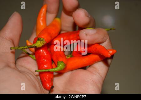 Gros plan de piments rouges Capsicum annuum 'Bird's Eye' Banque D'Images