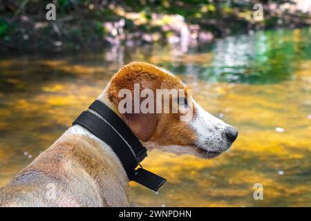 Chien mouillé à la rivière regardant curieusement sur le côté. Banque D'Images