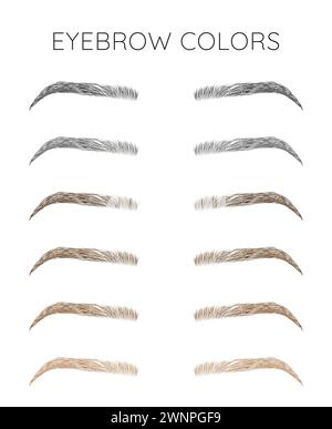 Illustration du tableau des couleurs des sourcils sur fond blanc Illustration de Vecteur