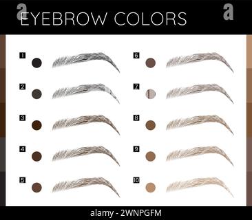 Sourcils les couleurs composent l'illustration Illustration de Vecteur