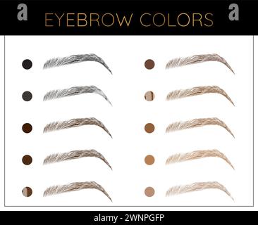 Illustration élégante de tableau de couleurs de sourcils avec des nuances de sourcils Illustration de Vecteur