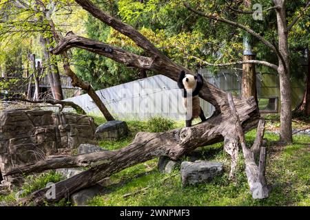 Washington D.C. abrite le zoo Smithsonian, le zoo national des États-Unis, où les pandas ont été prêtés par la Chine jusqu'en 2023. Banque D'Images