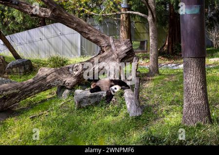 Washington D.C. abrite le zoo Smithsonian, le zoo national des États-Unis, où les pandas ont été prêtés par la Chine jusqu'en 2023. Banque D'Images