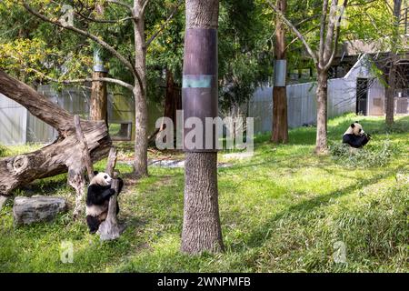 Washington D.C. abrite le zoo Smithsonian, le zoo national des États-Unis, où les pandas ont été prêtés par la Chine jusqu'en 2023. Banque D'Images