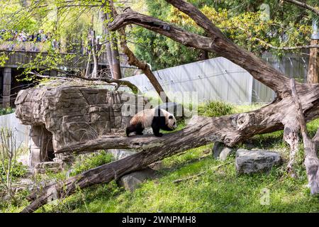 Washington D.C. abrite le zoo Smithsonian, le zoo national des États-Unis, où les pandas ont été prêtés par la Chine jusqu'en 2023. Banque D'Images