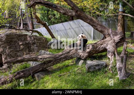 Washington D.C. abrite le zoo Smithsonian, le zoo national des États-Unis, où les pandas ont été prêtés par la Chine jusqu'en 2023. Banque D'Images