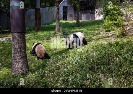 Washington D.C. abrite le zoo Smithsonian, le zoo national des États-Unis, où les pandas ont été prêtés par la Chine jusqu'en 2023. Banque D'Images