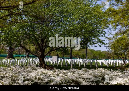 Le cimetière national d'Arlington, en particulier autour de la tombe du soldat inconnu, sont des collines verdoyantes couvertes de plus de 9600 espèces d'arbres. Banque D'Images