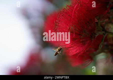 Abeille pollinisant les fleurs rouge vif du Pohutukawa également connu sous le nom d'arbre de Noël de Nouvelle-Zélande Banque D'Images