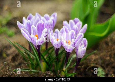 Soft Focus sur un amas de crocus de lavande qui fleurissent dans le sol Banque D'Images