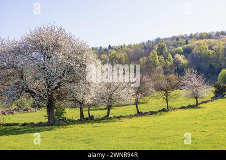 Cerisiers fleuris dans une prairie par une belle journée ensoleillée de printemps Banque D'Images