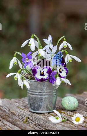 arrangement floral avec fleur d'alto pourpre, gouttes de neige, jacinthe de raisin et puschkinia en pot de zinc Banque D'Images