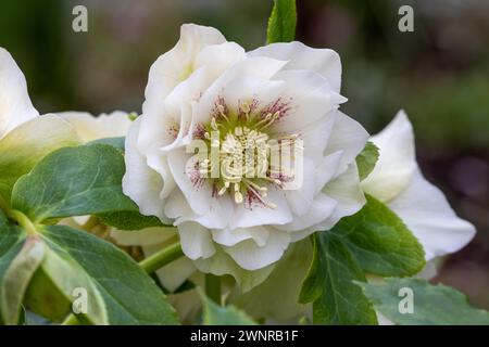 helleborus orientalis double Ellen White Spotted Banque D'Images