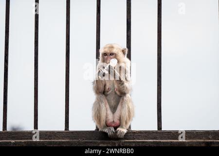 Thaïlande. 04 mars 2024. Un singe macaque mâche une bouteille en plastique dans la rue autour du centre-ville de Lopburi, en Thaïlande. Le brûlage des récoltes, qui contribue largement au problème de pollution atmosphérique des PM 2,5 en Thaïlande, ainsi qu'à sa surpopulation de singes macaques, a placé la province rurale sous les feux des projecteurs locaux et mondiaux alors que le premier ministre Srettha Thavisin s'est engagé à régler les deux problèmes. Crédit : Matt Hunt/Neato/Alamy Live News Banque D'Images