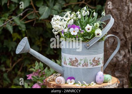 fleurs de viola, gouttes de neige et jacinthes dans l'arrosoir en zinc dans le jardin Banque D'Images