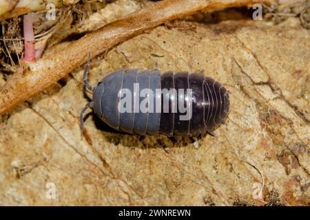 Pilule commune, Armadillidum vulgare, bicolore lorsqu'ils muent en deux pour réguler la température, introduite en Nouvelle-Zélande à partir de la région méditerranéenne, Banque D'Images