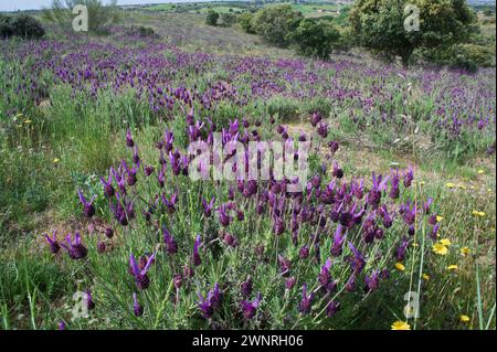 Paysage printanier près d'Aldea del Fresno et la flore de la rivière Alberche centre de l'espagne Banque D'Images