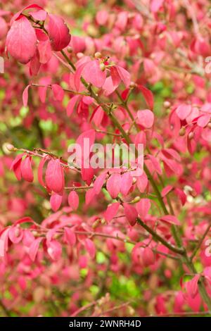 Euonymus alatus, fuseau ailé, euonymus ailé, buisson ardent, cramoisi, feuilles ovales en automne Banque D'Images
