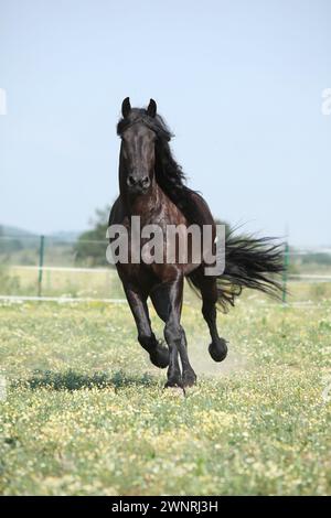 Étonnante jument frisonne qui court sur le pâturage en été Banque D'Images