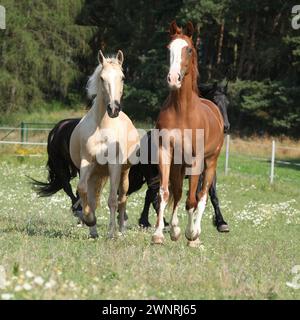 Kinsky et le cheval frison courent ensemble sur le pâturage Banque D'Images