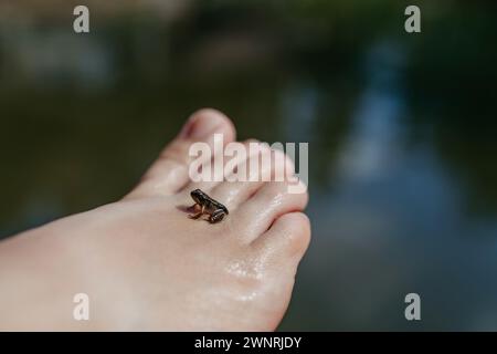 Gros plan de la petite grenouille sauvage à pied. Curieux observation des enfants et exploration des animaux dans la nature. Banque D'Images