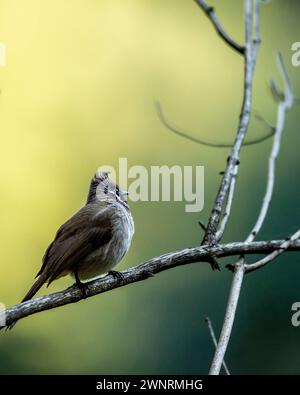 Bulbul de l'Himalaya ou bulbul à cheeks blancs ou Pycnonotus leucogenys oiseau closeup perché sur la branche dans le fond vert pittoresque naturel en saison d'hiver Banque D'Images