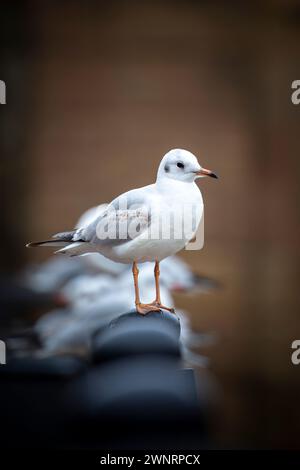 Gros plan de face à côté d'un mouette à tête noire dans le plumage d'hiver debout sur un poteau en acier avec une rangée de mouettes assis derrière lui. Banque D'Images