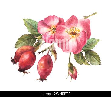 Branche de hanche rose sauvage rose aquarelle avec bourgeons et fleurs, chien ou rose brier im Bloom. Clipart botanique pour carte, logo, impression d'étiquette médicale. Main Banque D'Images