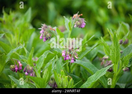 Consoude (Symphytum officinale). La consoude a été utilisée dans la médecine traditionnelle pendant des siècles pour traiter divers maux.il a : anti-inflammatoire, douleur- Banque D'Images