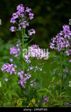 Hesperis matronalis (fusée de Dame, Sweet Rocket) : une plante pérenne biennale ou de courte durée originaire d'Europe et d'Asie. La plante était origina Banque D'Images