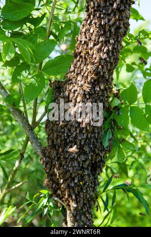 Un essaim d'abeilles a volé hors de la ruche par une chaude journée d'été et a atterri sur un tronc d'arbre. L’apiculteur les a doucement aspergés d’eau de menthe pour les prévenir Banque D'Images