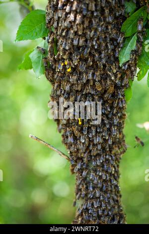 Un essaim d'abeilles a volé hors de la ruche par une chaude journée d'été et a atterri sur un tronc d'arbre. L’apiculteur les a doucement aspergés d’eau de menthe pour les prévenir Banque D'Images