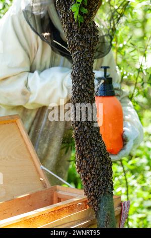 Par une chaude journée d'été, un apiculteur recueille un essaim d'abeilles qui s'est échappé d'une ruche. Il pulvérise soigneusement l'essaim avec de la menthe wather et place le Banque D'Images