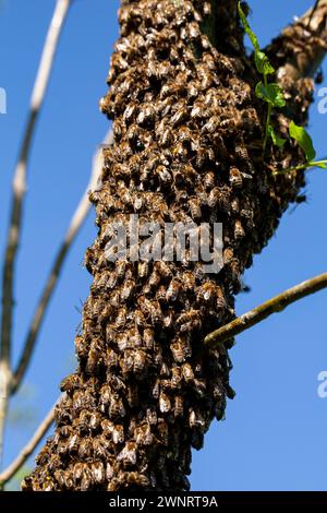 Un essaim d'abeilles a volé hors de la ruche par une chaude journée d'été et a atterri sur un tronc d'arbre. L’apiculteur les a doucement aspergés d’eau de menthe pour les prévenir Banque D'Images