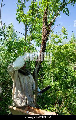 Par une chaude journée d'été, un apiculteur recueille un essaim d'abeilles qui s'est échappé d'une ruche. Il pulvérise soigneusement l'essaim avec de la menthe wather et place le Banque D'Images