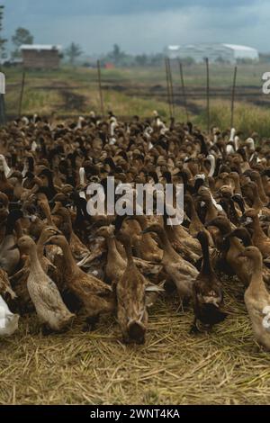 Ferme de canards, canards dans le champ de riz Bali. Banque D'Images