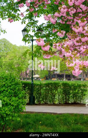 les branches avec des sakura fleurissent au-dessus de la pelouse herbeuse. lanterne près du sentier pédestre. beau paysage urbain d'uzhhorod, ukraine au printemps Banque D'Images