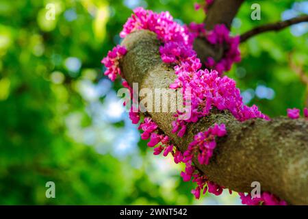 branche de l'arbre de judas en fleur rose. beau fond de nature au printemps Banque D'Images