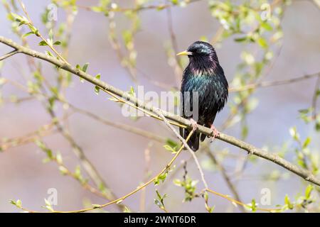 Étoile, Sturnus vulgaris, étourneau, étourneau européen, étourneau commun, L'Étourneau sansonnet Banque D'Images