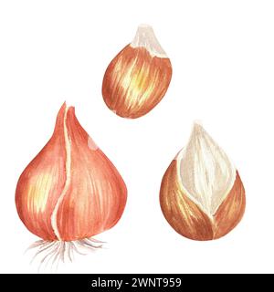 Illustration d'aquarelle dessinée à la main. Bulbes de fleurs pour tous les projets décoratifs comme la conception d'impression, scrapbooking et autres. Banque D'Images