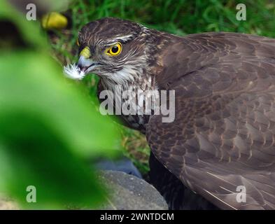 Le sparrowhawk eurasien, également connu sous le nom de sparrowhawk du nord ou simplement de sparrowhawk, est un petit oiseau de proie de la famille des Accipitridae Banque D'Images