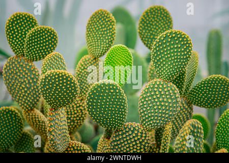 Gros plan sur Opuntia microdasys – Bunny Ear Cactus, l’une des plantes d’intérieur succulentes les plus populaires Banque D'Images