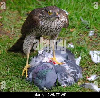 Le sparrowhawk eurasien, également connu sous le nom de sparrowhawk du nord ou simplement de sparrowhawk, est un petit oiseau de proie de la famille des Accipitridae Banque D'Images