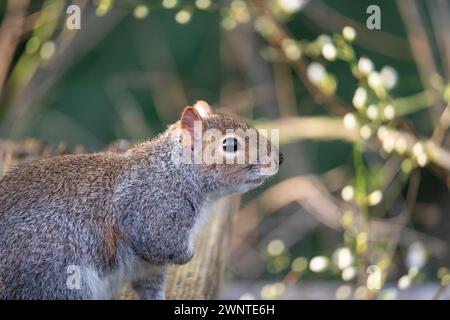 Vue latérale rapprochée d'un écureuil gris avec une jambe cachée sur sa poitrine avec une branche floue brillante entrant en bourgeons à la fin de l'hiver. Banque D'Images